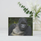 Mountain Gorilla en Silverback Briefkaart (Staand voorkant)