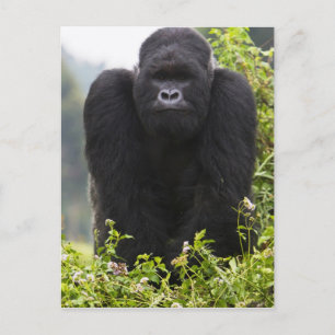 Mountain Gorilla en Silverback Briefkaart