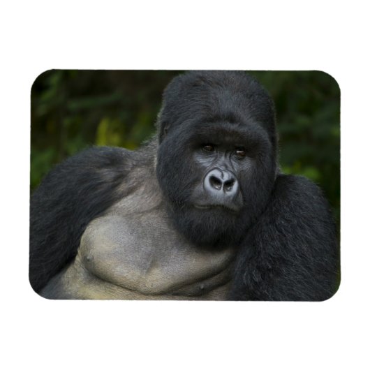 Mountain Gorilla en Silverback Magneet (Horizontaal)