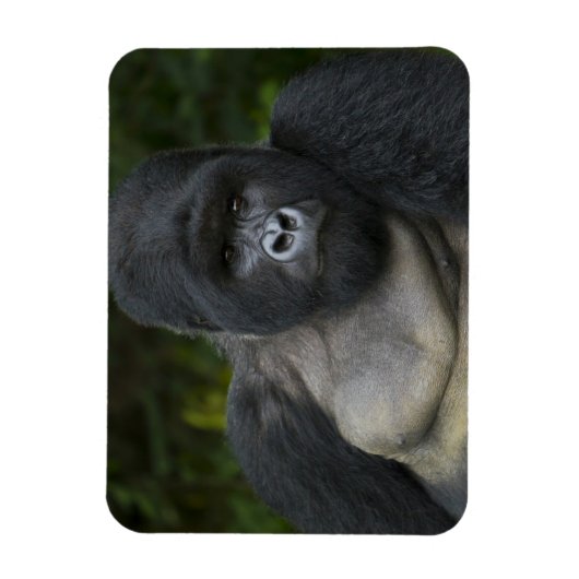Mountain Gorilla en Silverback Magneet (Verticaal)