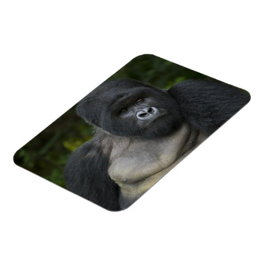 Mountain Gorilla en Silverback Magneet (Linkerzijde)