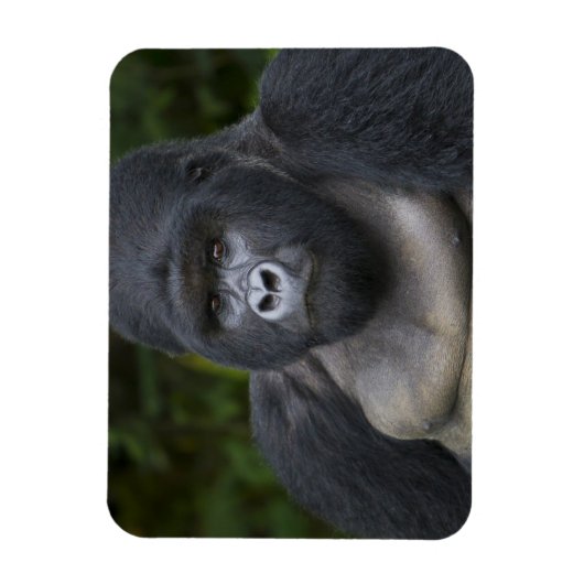 Mountain Gorilla en Silverback Magneet (Verticaal)