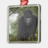 Mountain Gorilla en Silverback Metalen Ornament (Links)
