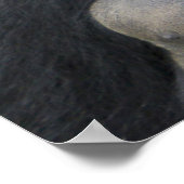 Mountain Gorilla en Silverback Poster (Hoek)