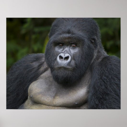 Mountain Gorilla en Silverback Poster (Voorkant)