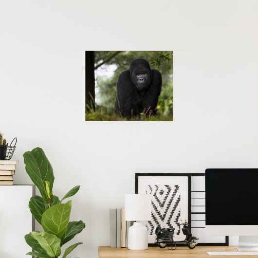 Mountain Gorilla en Silverback Poster (Thuiskantoor)
