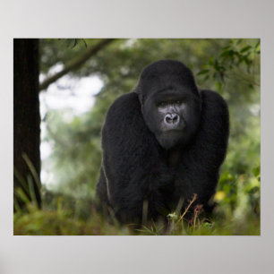 Mountain Gorilla en Silverback Poster