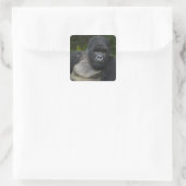 Mountain Gorilla en Silverback Vierkante Sticker (Tas)