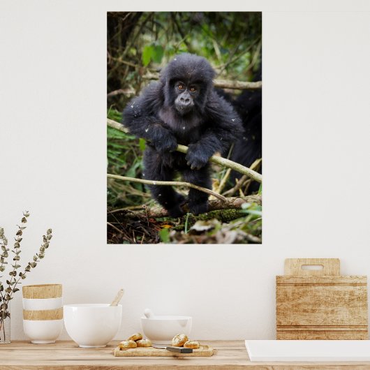 Mountain Gorilla | Gorilla Beringei Beringei Poster (Keuken)