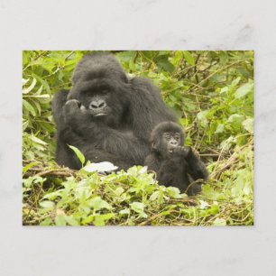 Mountain Gorilla, Gorilla beringei (voorheen G). Briefkaart