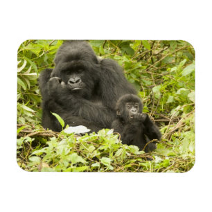 Mountain Gorilla, Gorilla beringei (voorheen G). Magneet