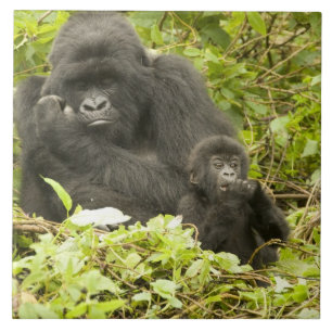 Mountain Gorilla, Gorilla beringei (voorheen G). Tegeltje