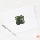 Mountain Gorilla (Gorilla gorilla beringei), Vierkante Sticker (Envelop)
