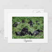 Mountain gorilla group white Uganda carte postale (Devant / Derrière)