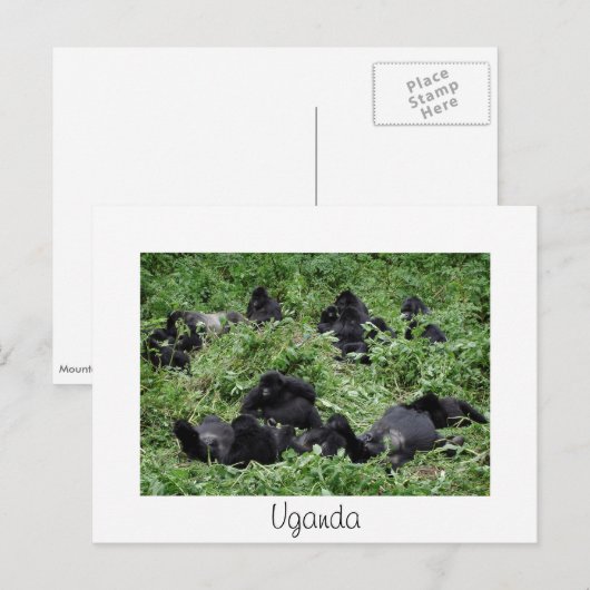 Mountain gorilla group white Uganda carte postale (Devant / Derrière)