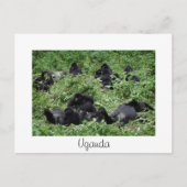 Mountain gorilla group white Uganda carte postale (Devant)