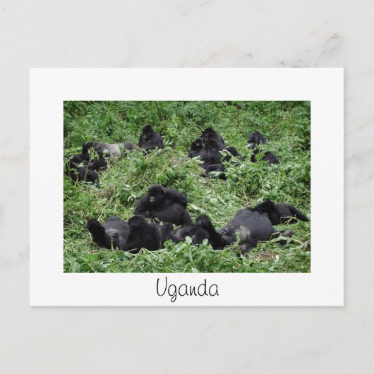 Mountain gorilla group white Uganda carte postale (Devant)