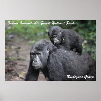 Mountain Gorilla/Moeder & Baby Poster