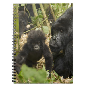 Mountain Gorilla, volwassen met jonge Notitieboek