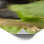 Mountain Gorilla, volwassen met jonge Poster (Hoek)