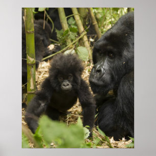 Mountain Gorilla, volwassen met jonge Poster