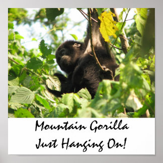 Mountain Gorilla zit gewoon aan. Poster