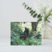 Mountain Gorillas Briefkaart (Staand voorkant)