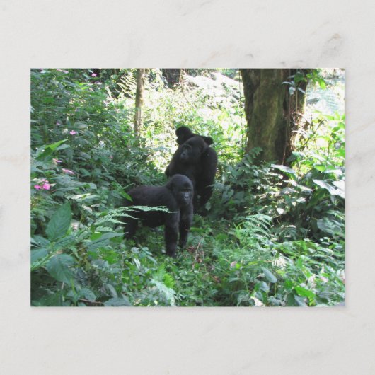 Mountain Gorillas Briefkaart (Voorkant)