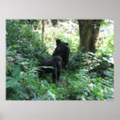 Mountain Gorillas Poster (Voorkant)