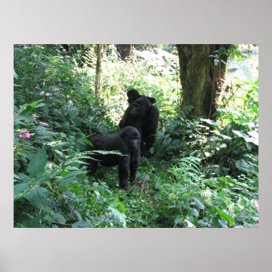 Mountain Gorillas Poster (Voorkant)