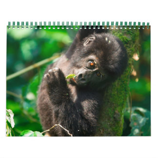 Mountain Gorillas van Oeganda Kalender