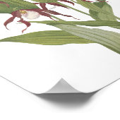 Mountain Lady's Slipper Wildflower Poster (Hoek)