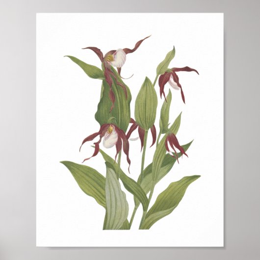 Mountain Lady's Slipper Wildflower Poster (Voorkant)