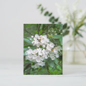 Mountain Laurel Flowers Briefkaart (Staand voorkant)