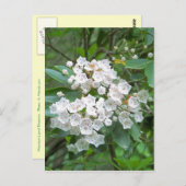Mountain Laurel Flowers Briefkaart (Voorkant / Achterkant)
