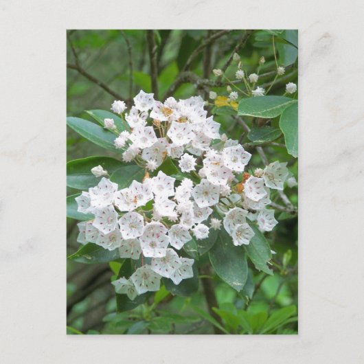 Mountain Laurel Flowers Briefkaart (Voorkant)