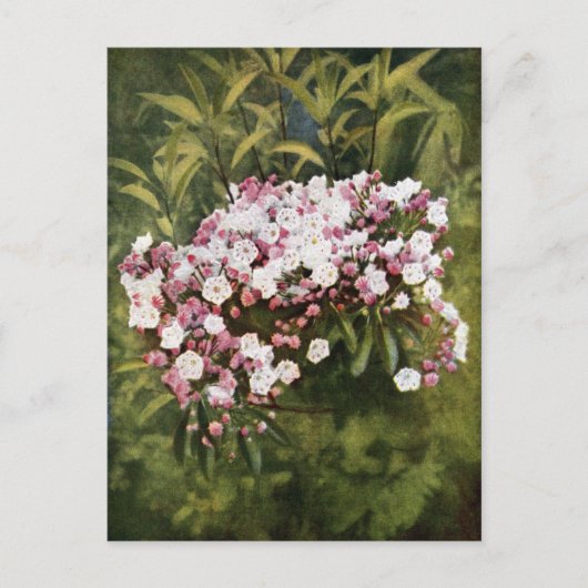 Mountain Laurel Flowers Briefkaart (Voorkant)
