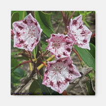 Mountain Laurel Flowers Magnet