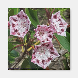 Mountain Laurel Flowers Magnet Magneet