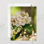 Mountain Laurel in bloom Briefkaart (Voorkant / Achterkant)