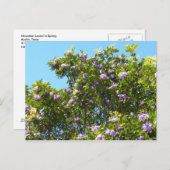 Mountain Laurel in Spring Briefkaart (Voorkant / Achterkant)