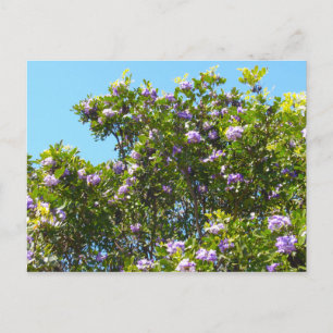 Mountain Laurel in Spring Briefkaart