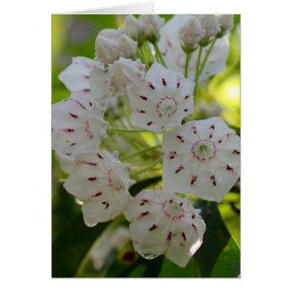 Mountain Laurel na de regen