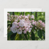 Mountain Laurel Wildflower Briefkaart (Voorkant / Achterkant)