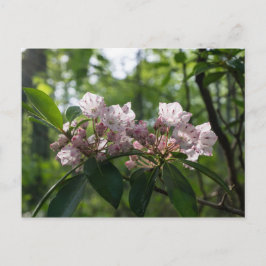 Mountain Laurel Wildflower Briefkaart