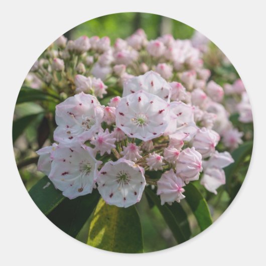 Mountain Laurel Wildflower Sticker (Voorkant)