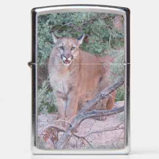 Mountain Lion