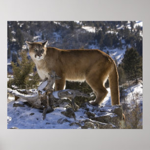Mountain Lion, aka puma, cougar; Puma concolor, Poster