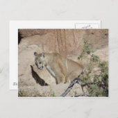 Mountain Lion Briefkaart (Voorkant / Achterkant)