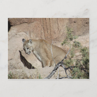 Mountain Lion Briefkaart